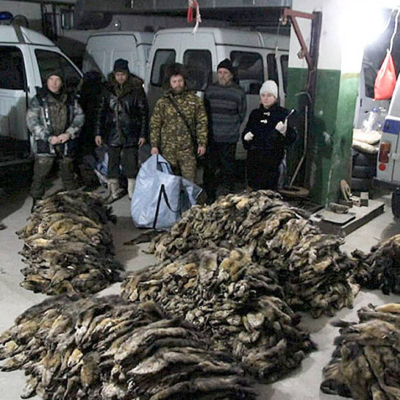 На Ямале задержаны браконьеры с крупной партией нелегальных соболиных шкур