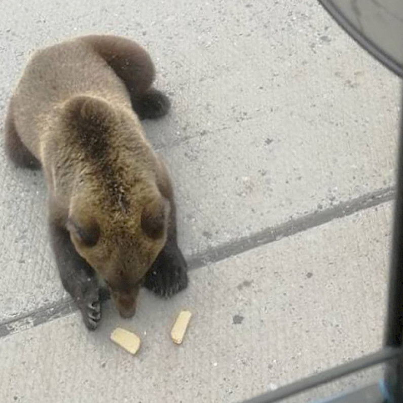  На трассе под Губкинским голодные медвежата выпрашивают у водителей угощение. ВИДЕО 