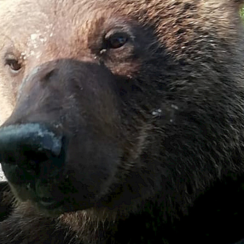 На Ямале недалеко от Губкинского вновь замечены медведи. ВИДЕО