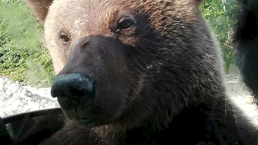 На Ямале недалеко от Губкинского вновь замечены медведи. ВИДЕО