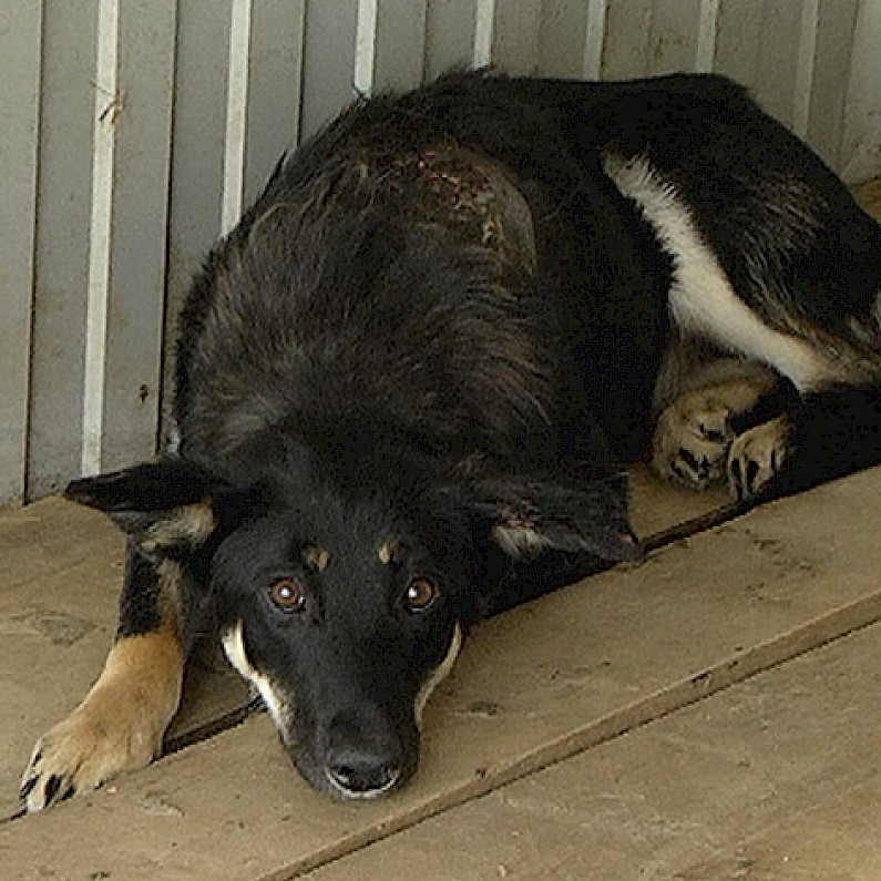  Полиция отказала в возбуждении уголовного дела после расстрела собаки из охотничьего ружья в Ноябрьске 