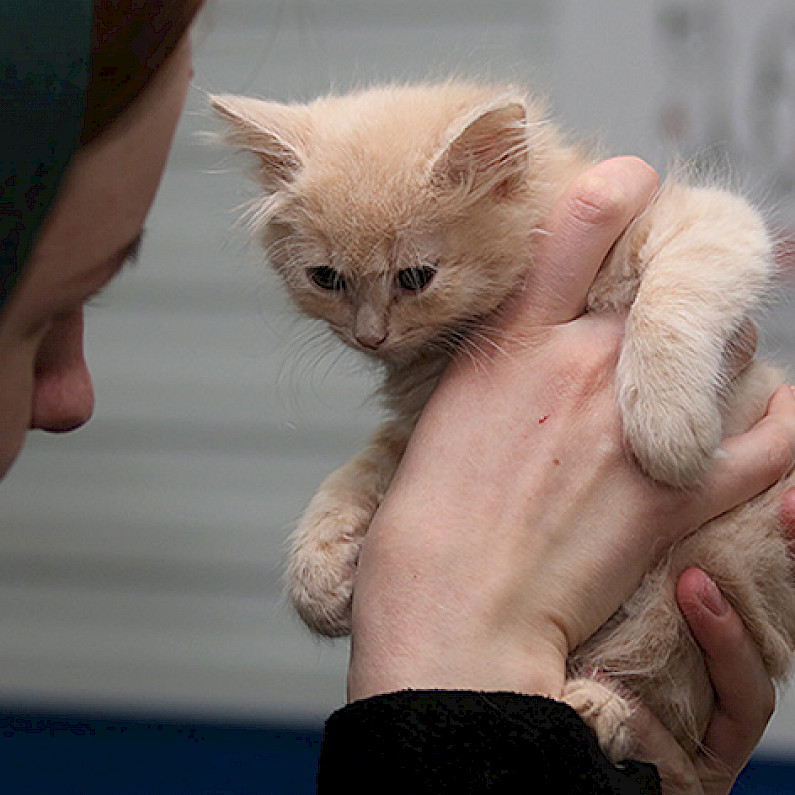 В Ноябрьске волонтеры ищут хозяев для двух десятков бездомных собак и кошек