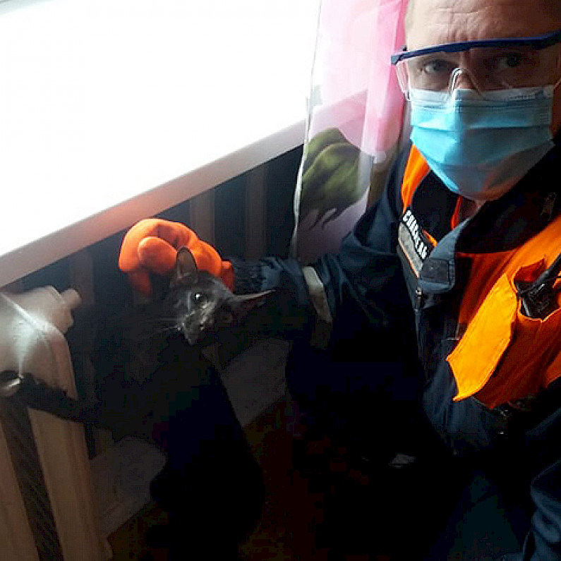 В Ноябрьске спасатели вызволили застрявшего за батареей кота