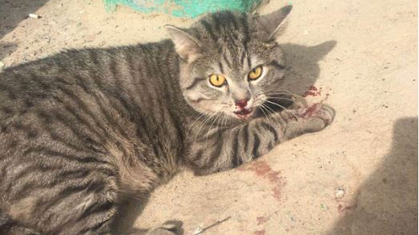 Волонтёры Ноябрьска спасли упавшую с седьмого этажа кошку