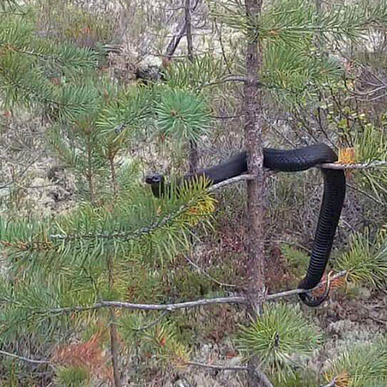 Змея облюбовала дерево рядом с трассой в отдаленный микрорайон Ноябрьска 