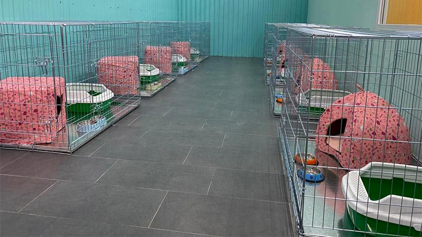 «Нужно не держать их в приюте, а найти дом»: общественники организуют работу центра для бездомных животных в Ноябрьске 