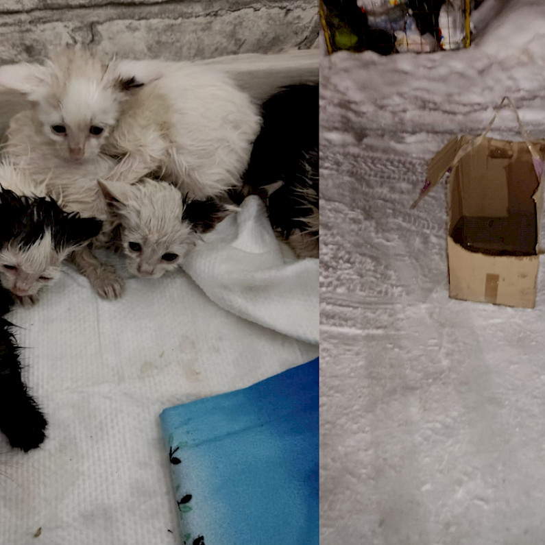 «Выбросили на мусорку»: в Ноябрьске дети нашли полуживых котят. ВИДЕО