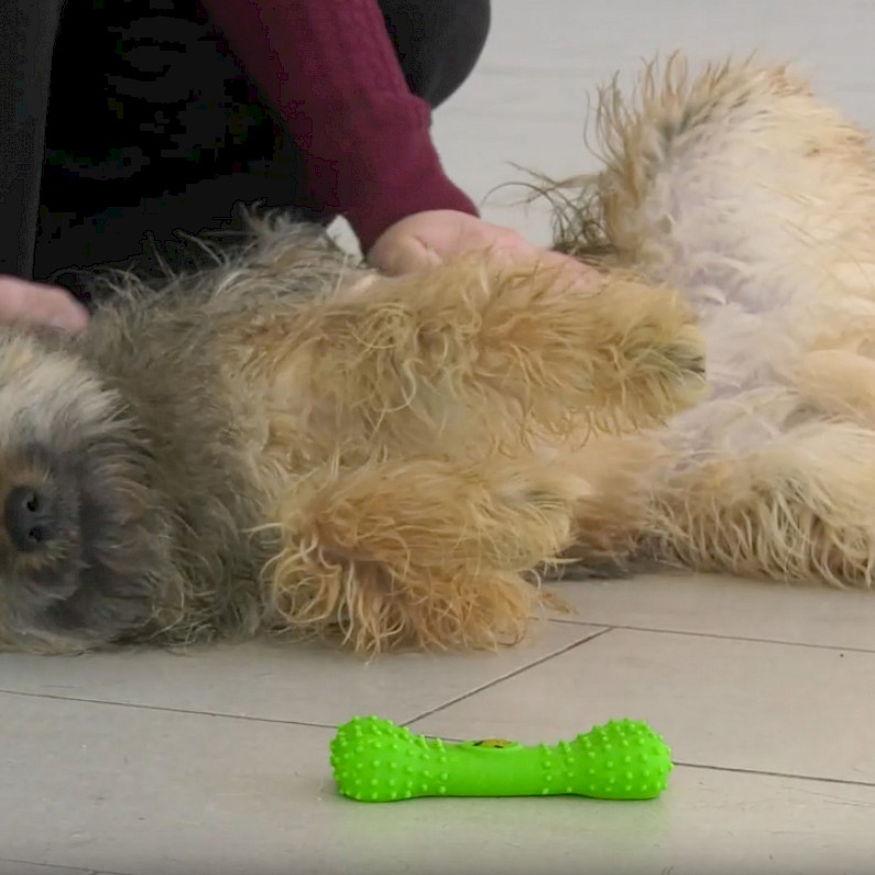 Жители Ноябрьска могут помочь с перевозкой бездомного пса, нашедшего семью в Сочи 