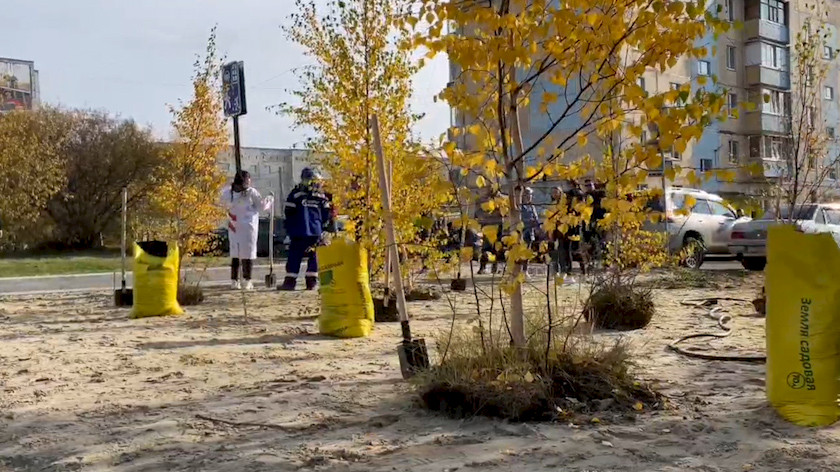 Берёзовая роща, липы, черёмуха: жители Ноябрьска высадили более 200 деревьев