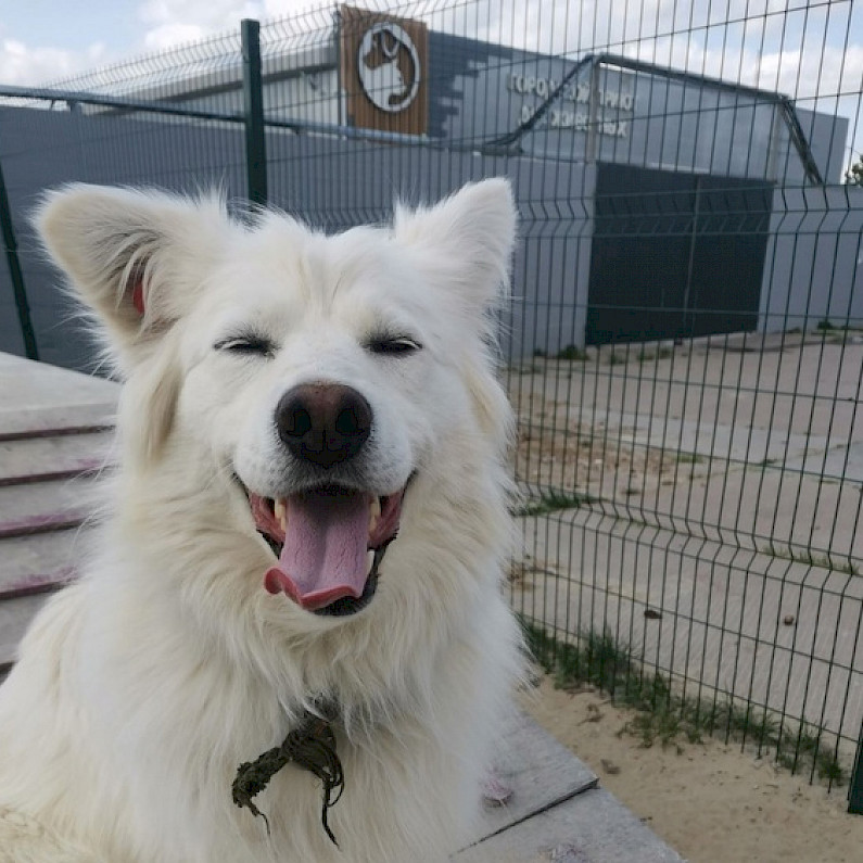 Зоозащитники Ноябрьска просят помочь перевезти собаку в Тюмень. ВИДЕО