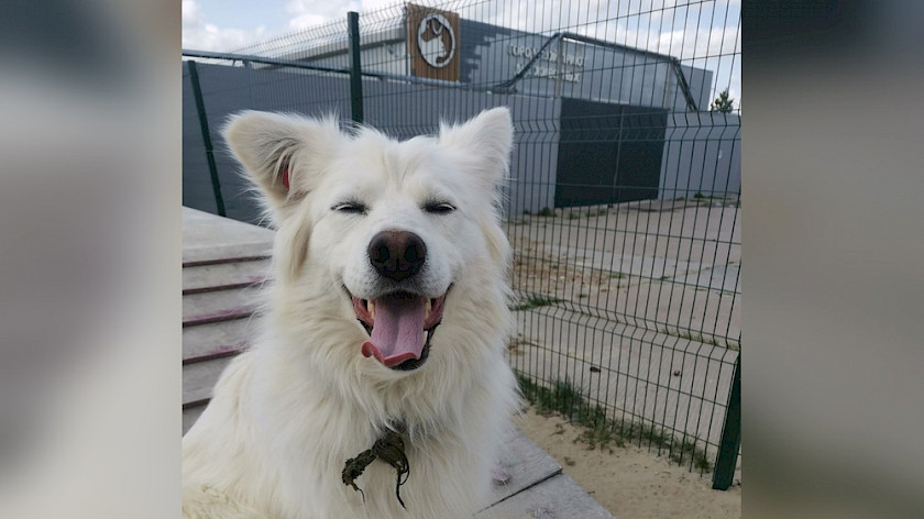 Зоозащитники Ноябрьска просят помочь перевезти собаку в Тюмень. ВИДЕО