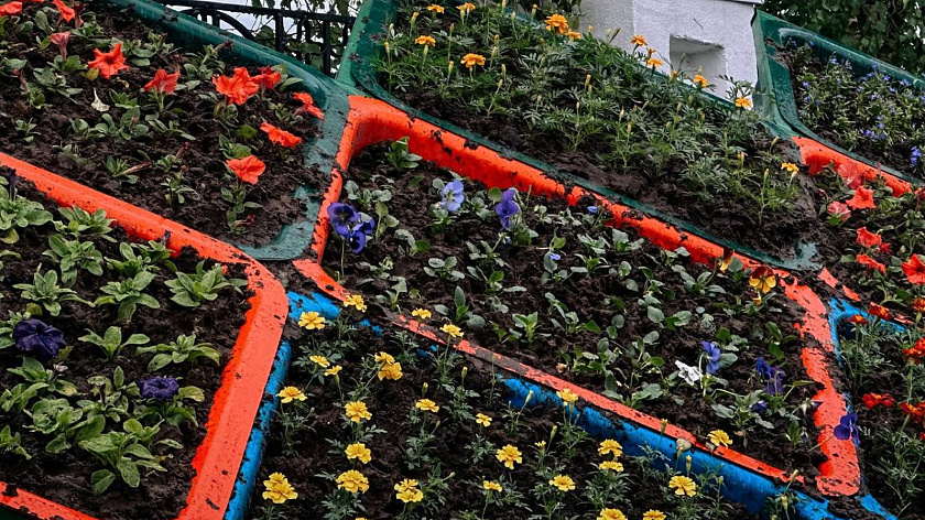 В Губкинском высадят 170 000 цветов